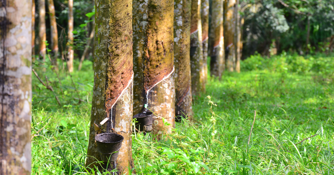 Protecting Smallholder Interests In Palm Oil And Rubber