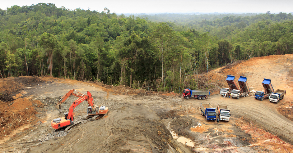 Malaysian Palm Oil No-Deforestation Pledge Under Scrutiny