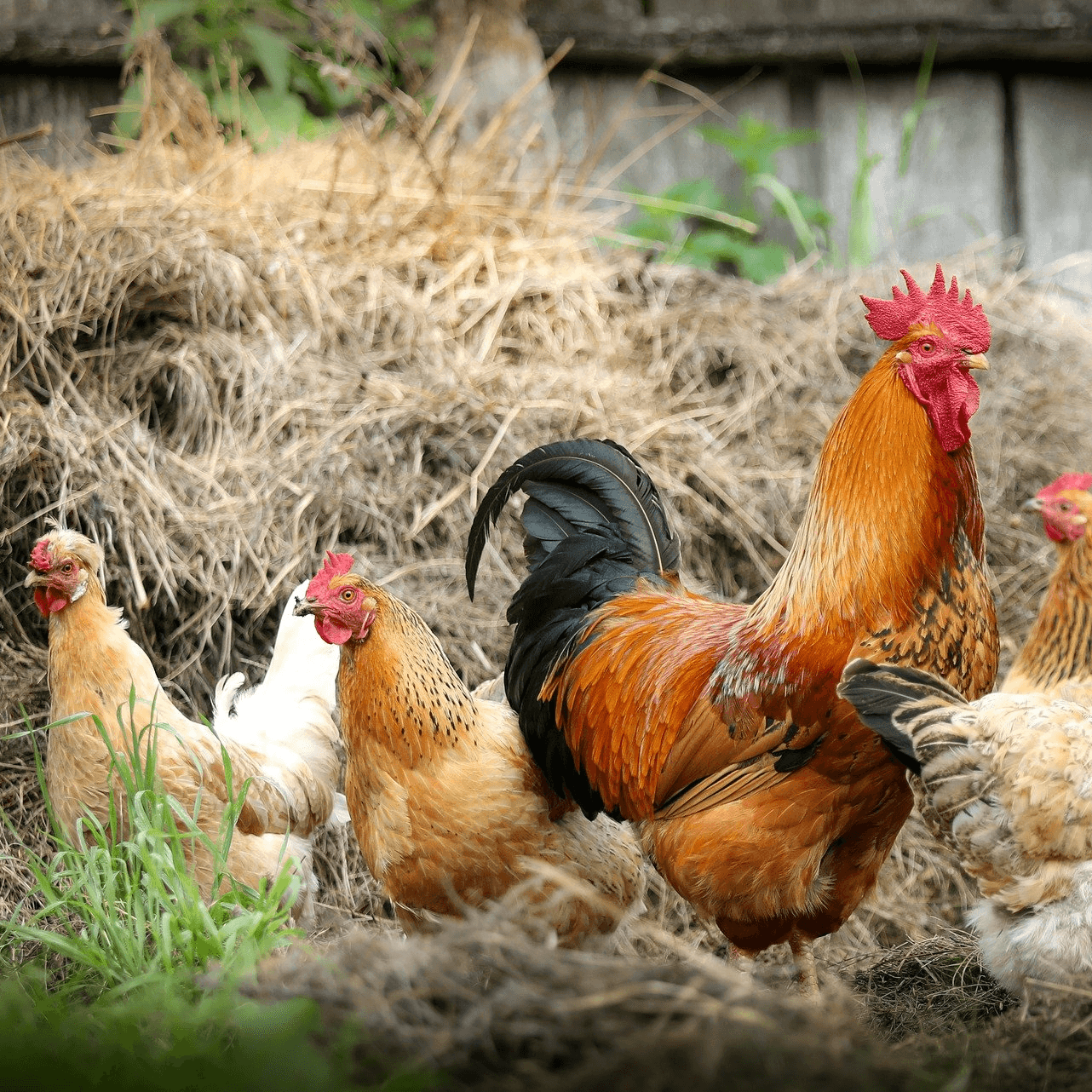 财今速报：拜登启动印太经济框架；大马禁止出口生鸡