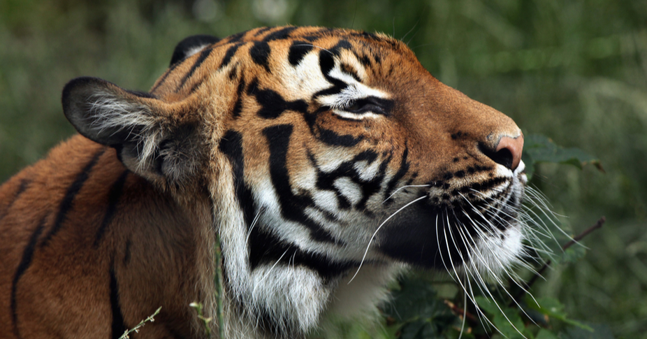 A Bleak Future for Malayan Tigers?