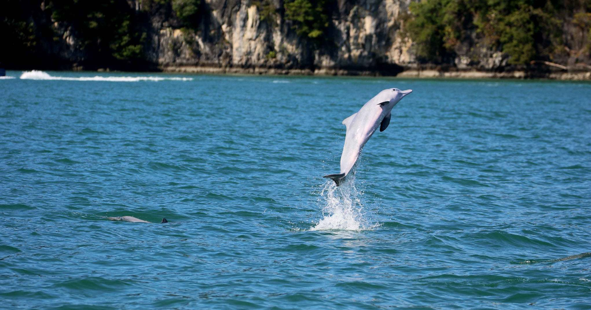 MareCet at 10: Saving Marine Life With Passion and ‘Porpoise’