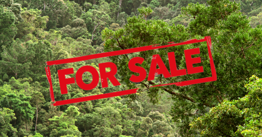 Stop Forests For Sale!