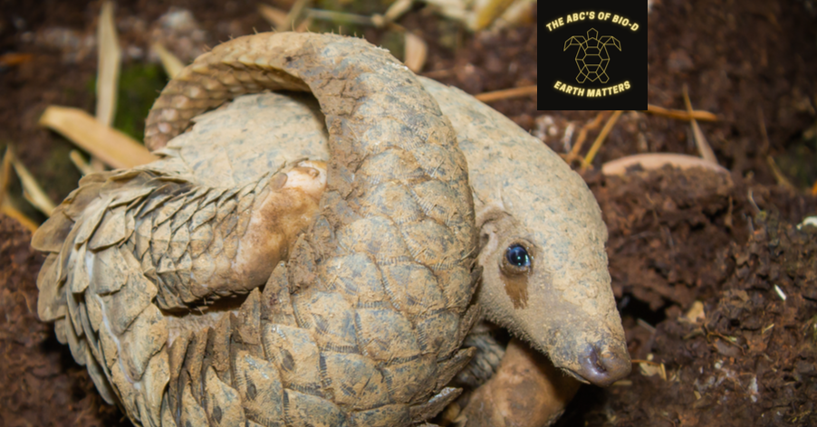 The ABC's of Biodiversity: Sunda Pangolins