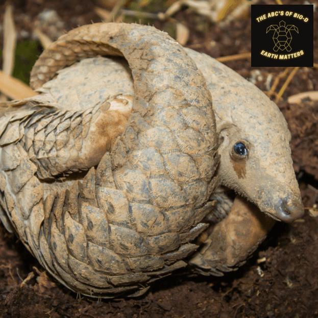 The ABC's of Biodiversity: Sunda Pangolins