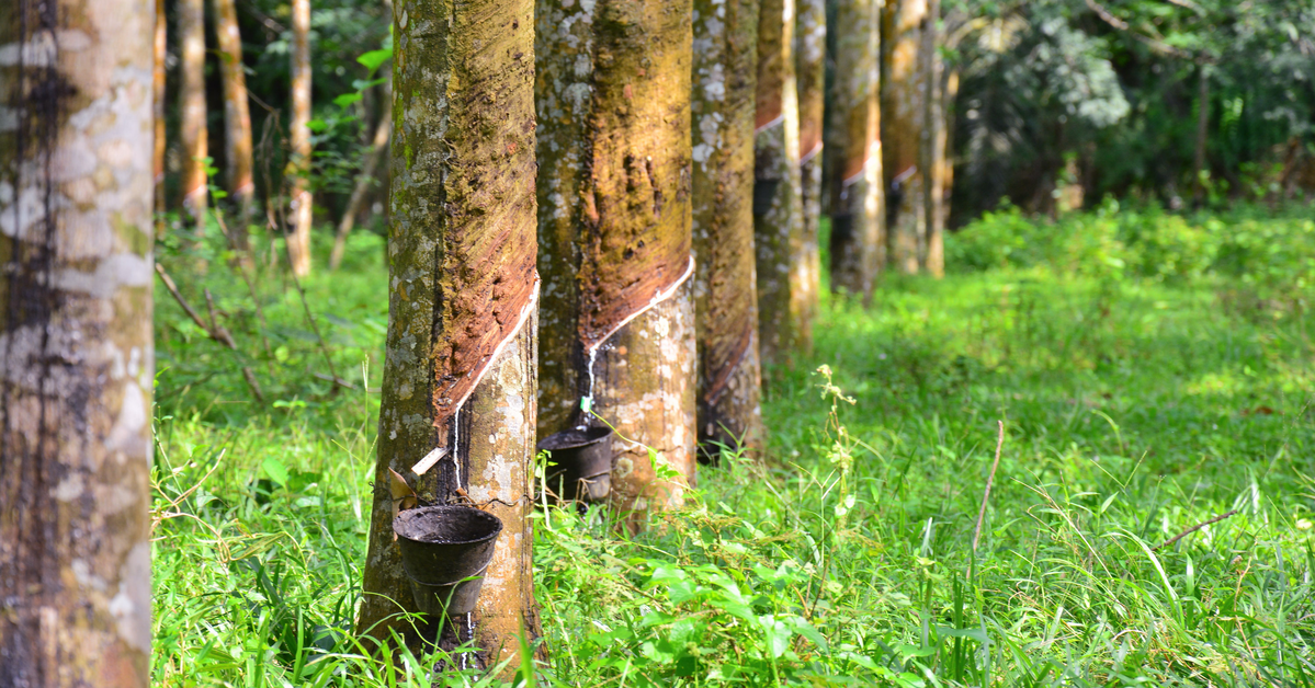 LadangHutan - A Look at Forest Plantation Projects in Peninsular Malaysia