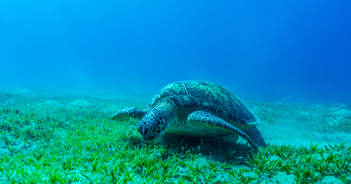 The ABC's of Biodiversity: Seagrasses