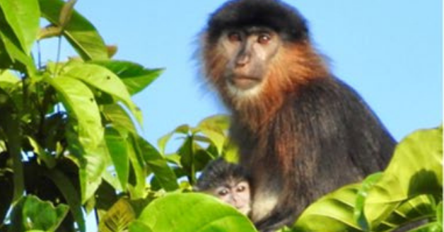 Malaysia's Mystery Monkey