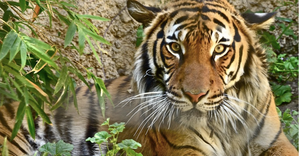 Global Tiger Day 2022: Keeping Up the Fight for Malayan Tigers Lives