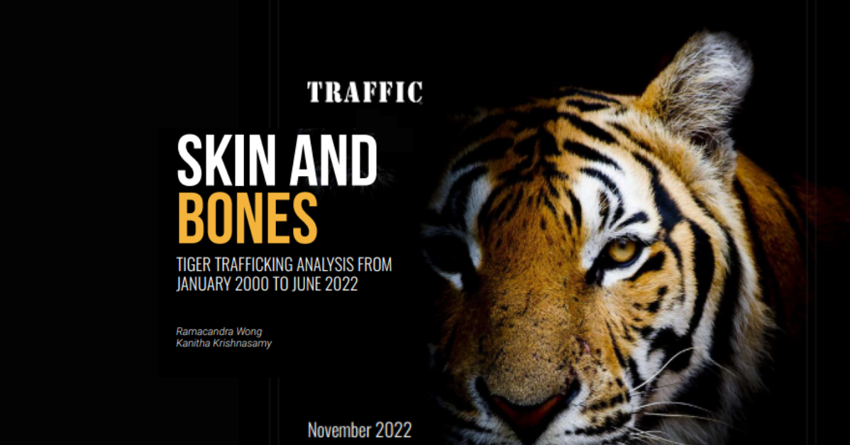 Skin and Bones: No Let Up in Tiger Trafficking