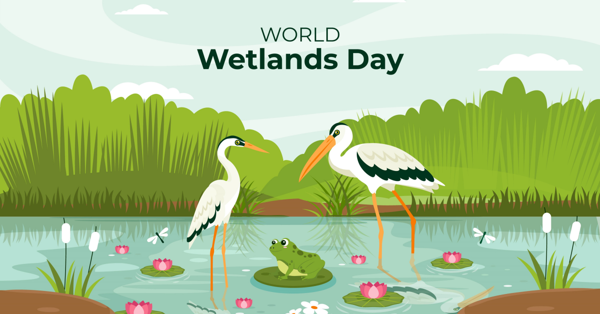 Wild about Wetlands Part 1: What Are Wetlands?
