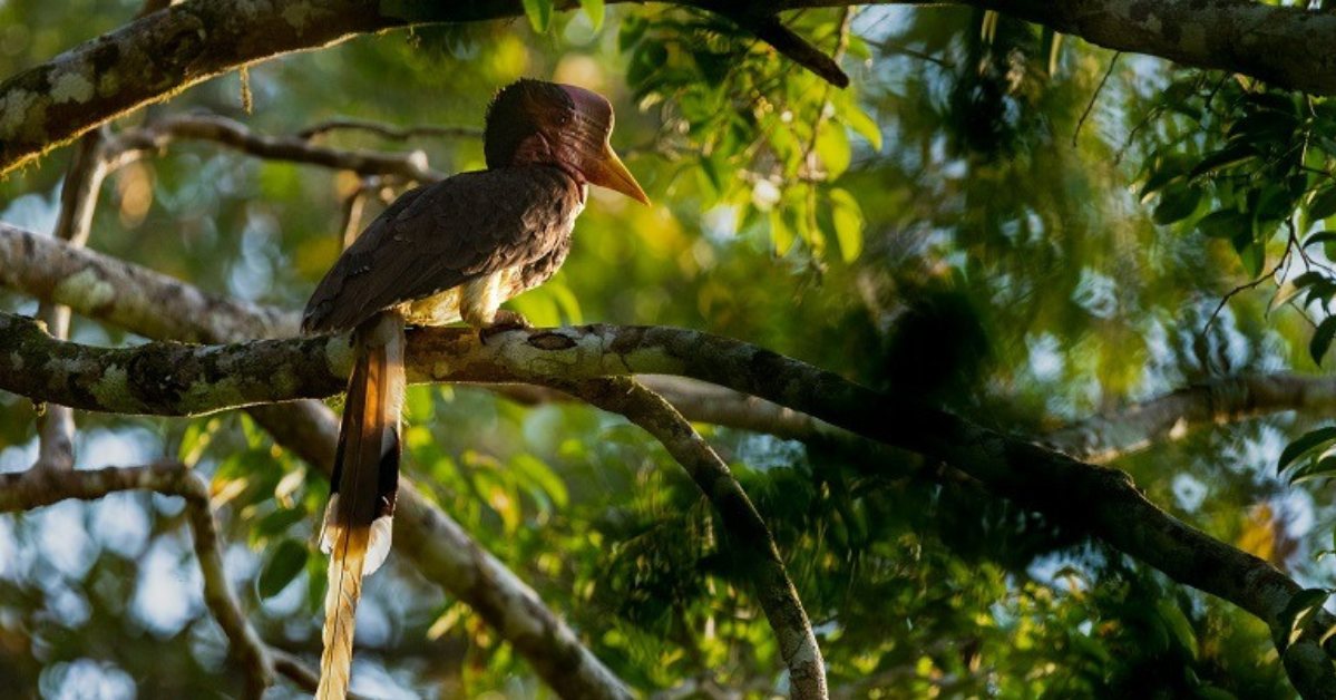 GAIA To The Rescue Of Endangered Hornbills