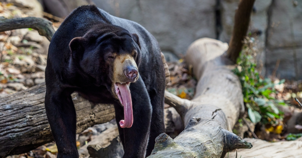 World Wildlife Day 2023: (Some of) Malaysia's Marvellous Mammals