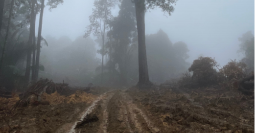 What's Driving Deforestation in Malaysia? 