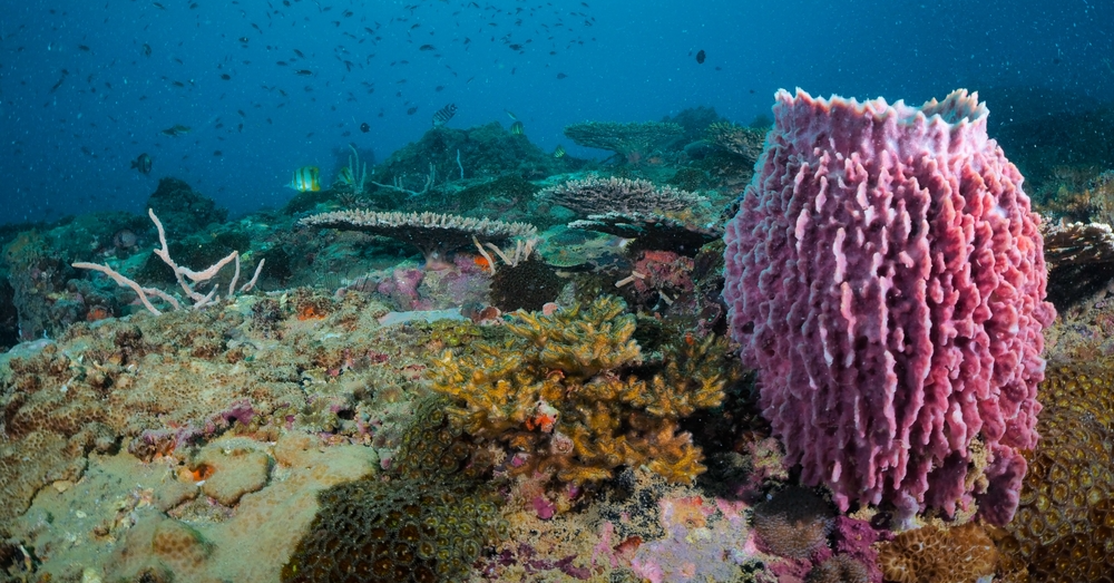 Coral Reef Restoration - The Good, The Bad and The Ugly