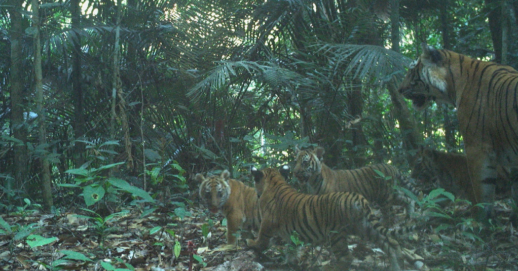 International Tiger Day 2023: Turning Conflict To Coexistence