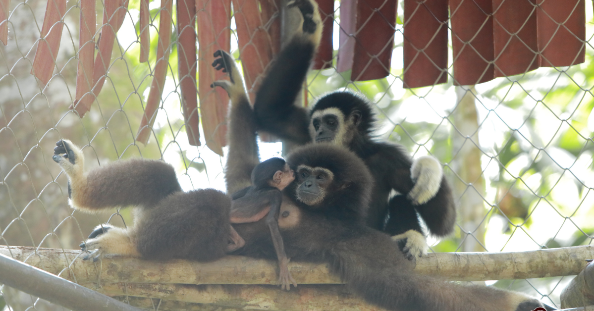 Protecting the Singing, Swinging Ape