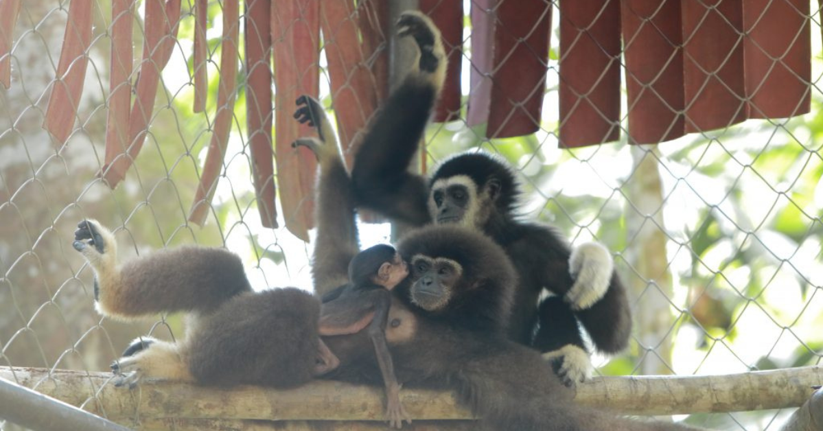 From Rehab to Rainforest - Gibbon Family On Their Way to Ape-solute Freedom