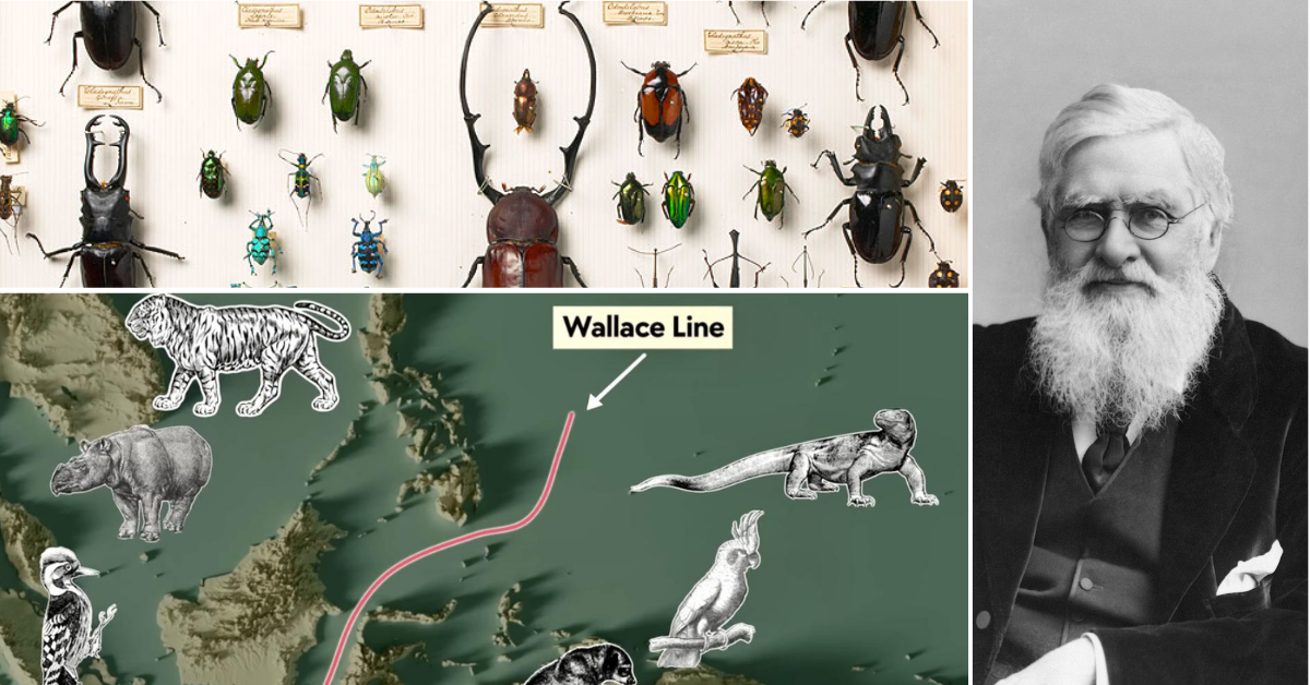 Evolution, Exploration, and Exotic Expeditions with Wallace