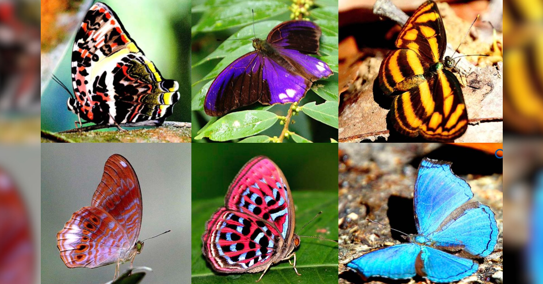 Butterflies of Batu Caves & Bukit Dinding