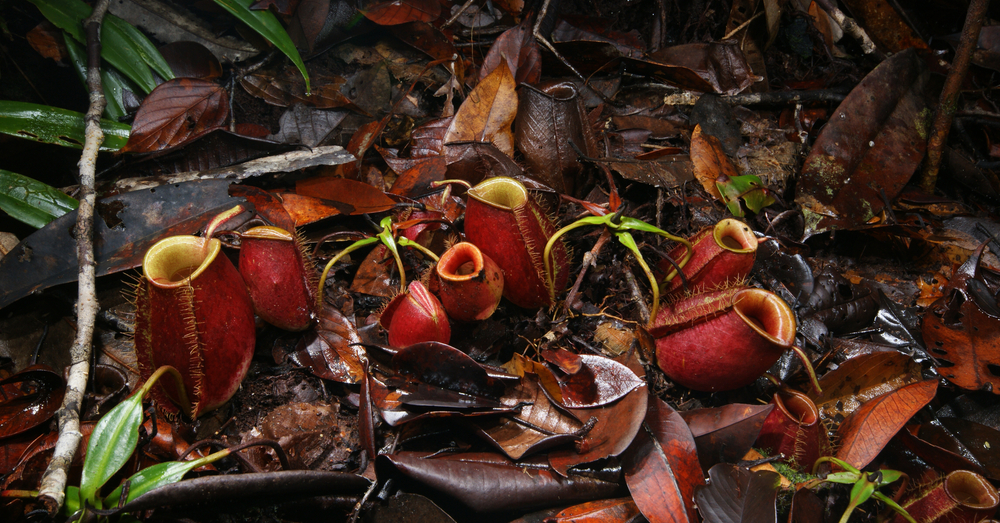 A Pitch to Save Pitcher Plants