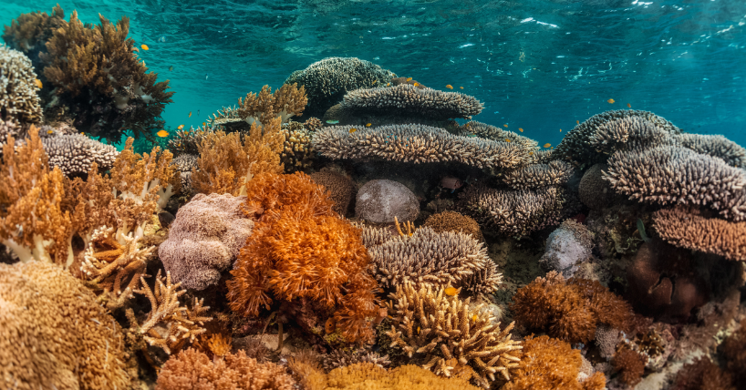 Reefs in Peril: The 4th Global Coral Crisis is Unfolding