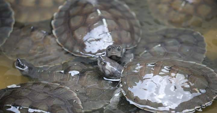 Under the S(h)pell of Malaysian Freshwater Turtles