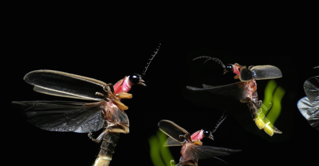 Glow and Behold: The Fascinating World Of Fireflies