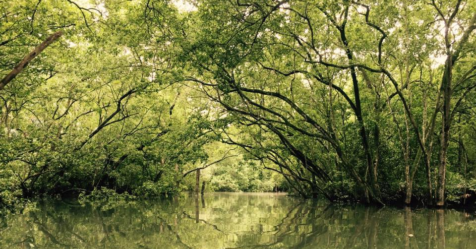Tak Kenal Maka Tak Cinta Ep 14: Malaysia’s Marvellous Mangroves