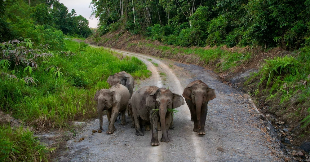 Mighty Minis: Protecting Borneo Pygmy Elephants