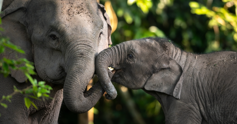 Big Love for Big Ears: The Case for Asian Elephant Conservation