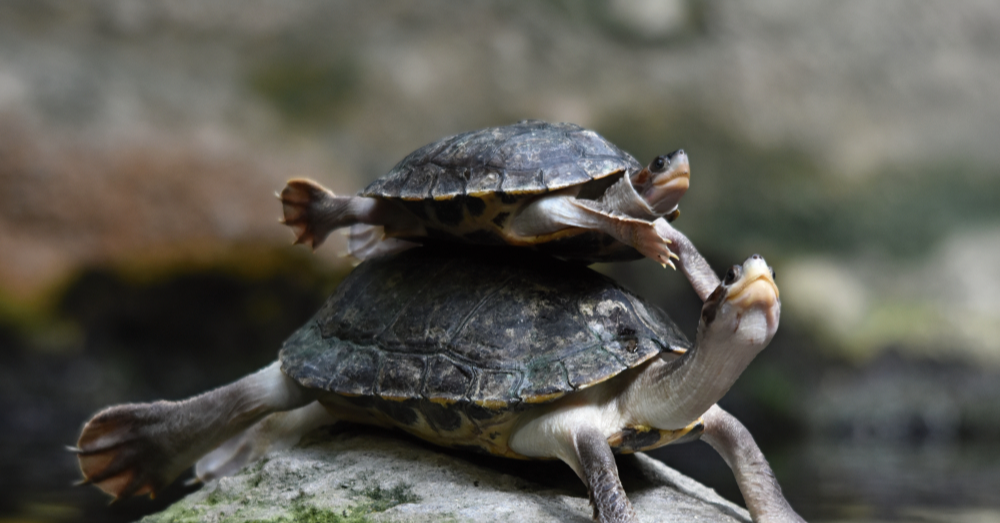 Saving Terrapins: Annual Release and Conservation Efforts in Malaysia