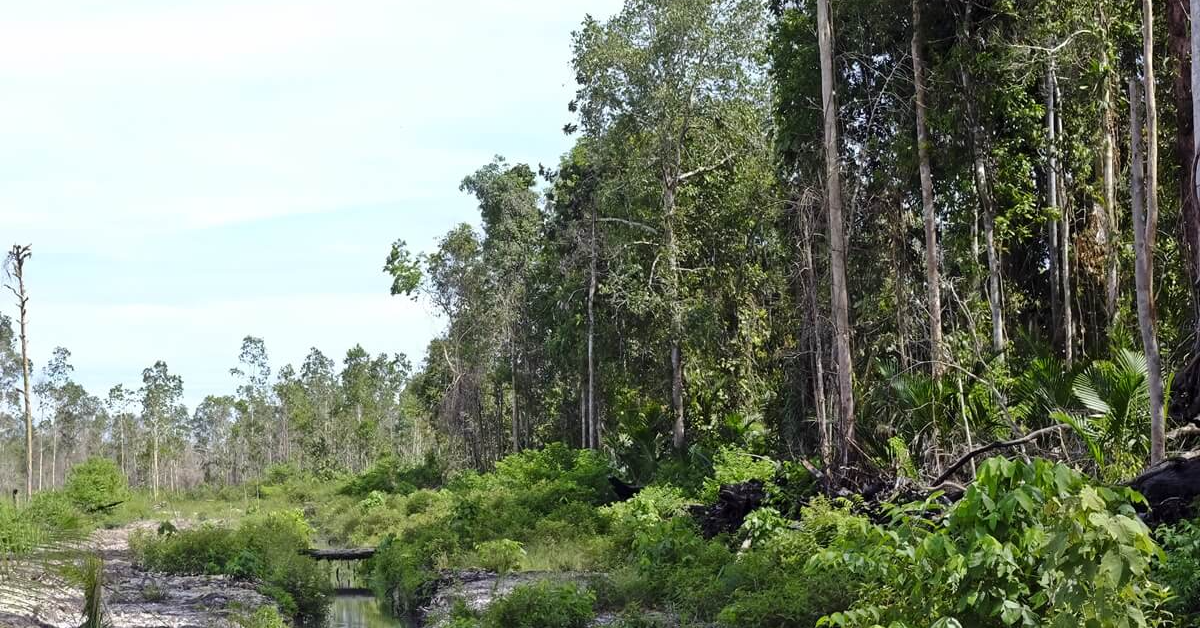 The Heat on Peat - A Look at Tropical Peat Swamp Forests