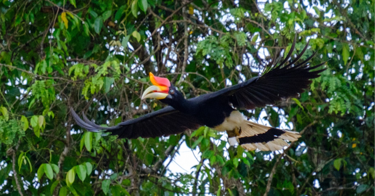 Hornbill Conservation in Malaysia: Threats and Triumphs