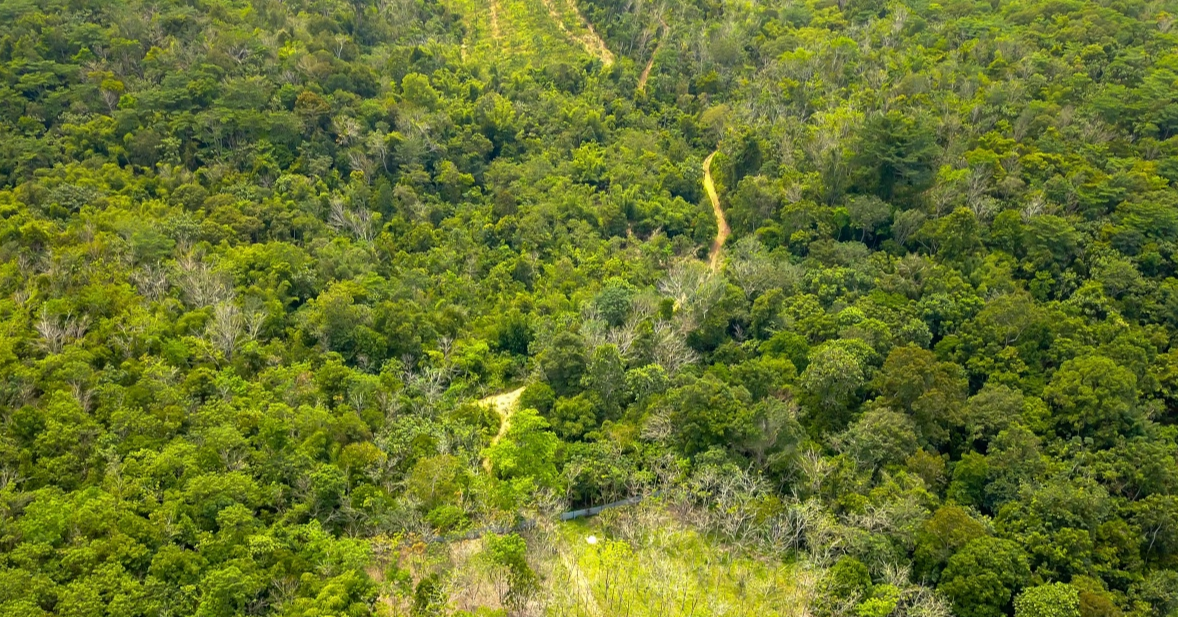 Preserving Malaysia’s Largest Rainforest Nursery in Behrang Ulu