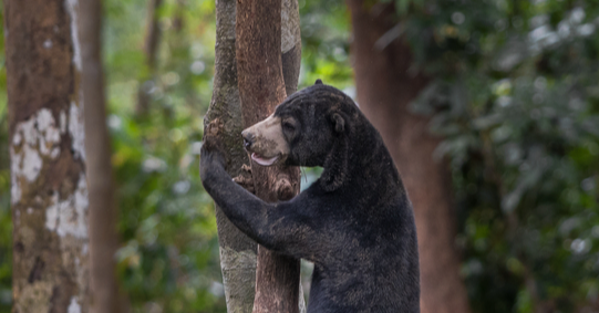 The Realities of Rehabilitating & Releasing Rescued Sun Bears