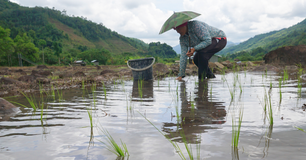 How Malaysia’s Seed Bill Threatens Farmers