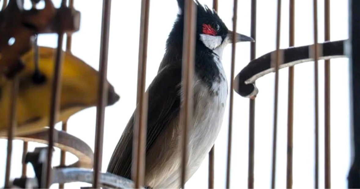 Malaysia’s Songbird Craze and Crisis