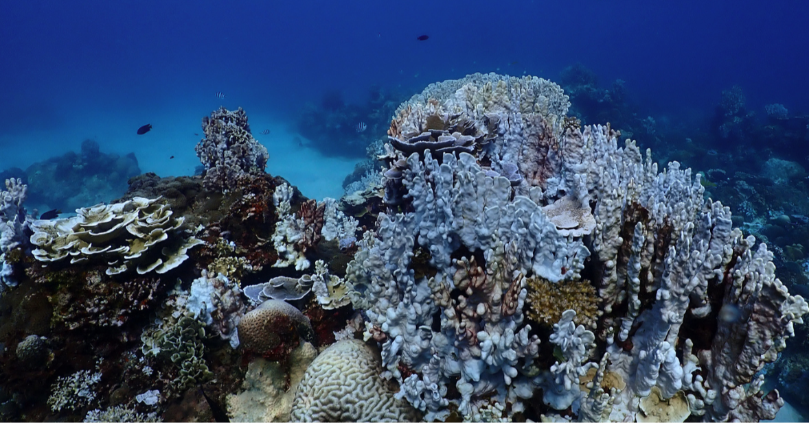 Heatwave Hits Malaysia’s Coral Reefs Hard
