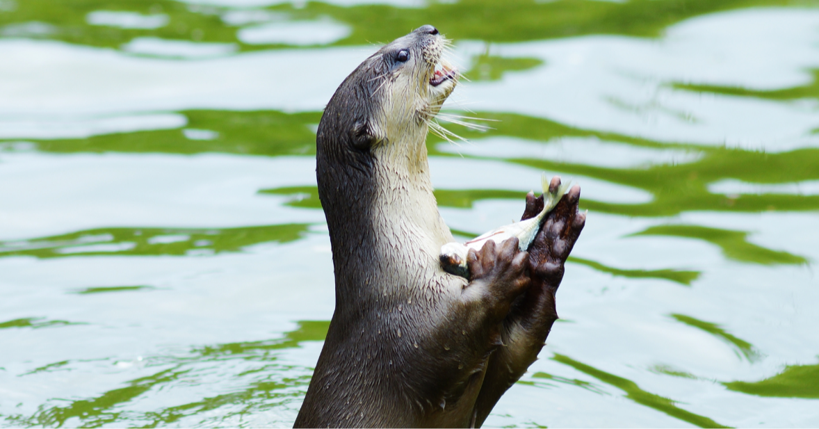 The Otter Side of Nature