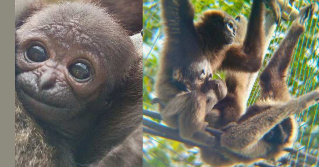 Meet Nabalu: Hope for Endangered Gibbons