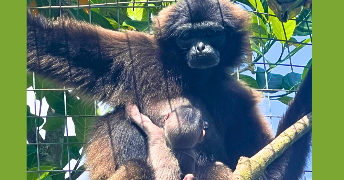 Meet Nabalu: Hope for Endangered Gibbons