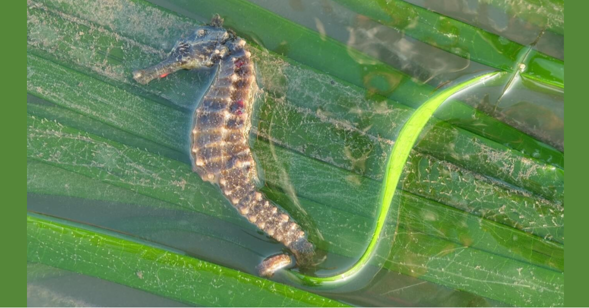 Seahorses, Seagrass, and Saving the Planet