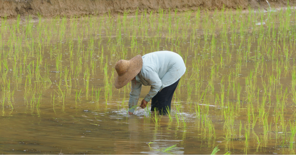 Who Owns the Right to Seeds?