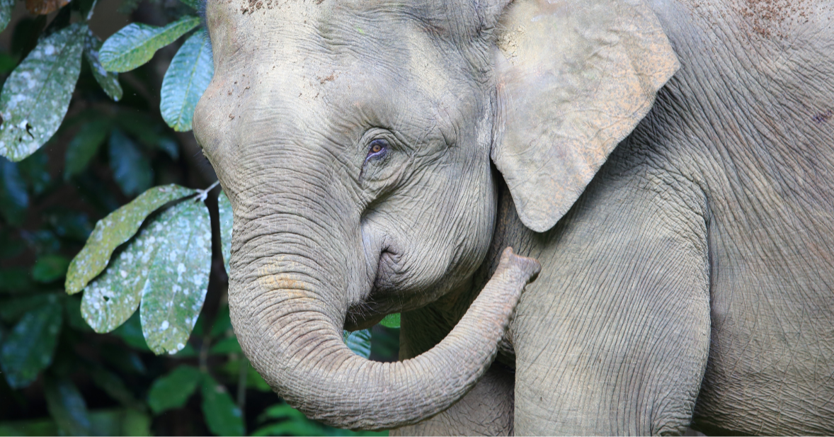 World Elephant Day 2025: Spotlight on Borneo’s Elephants