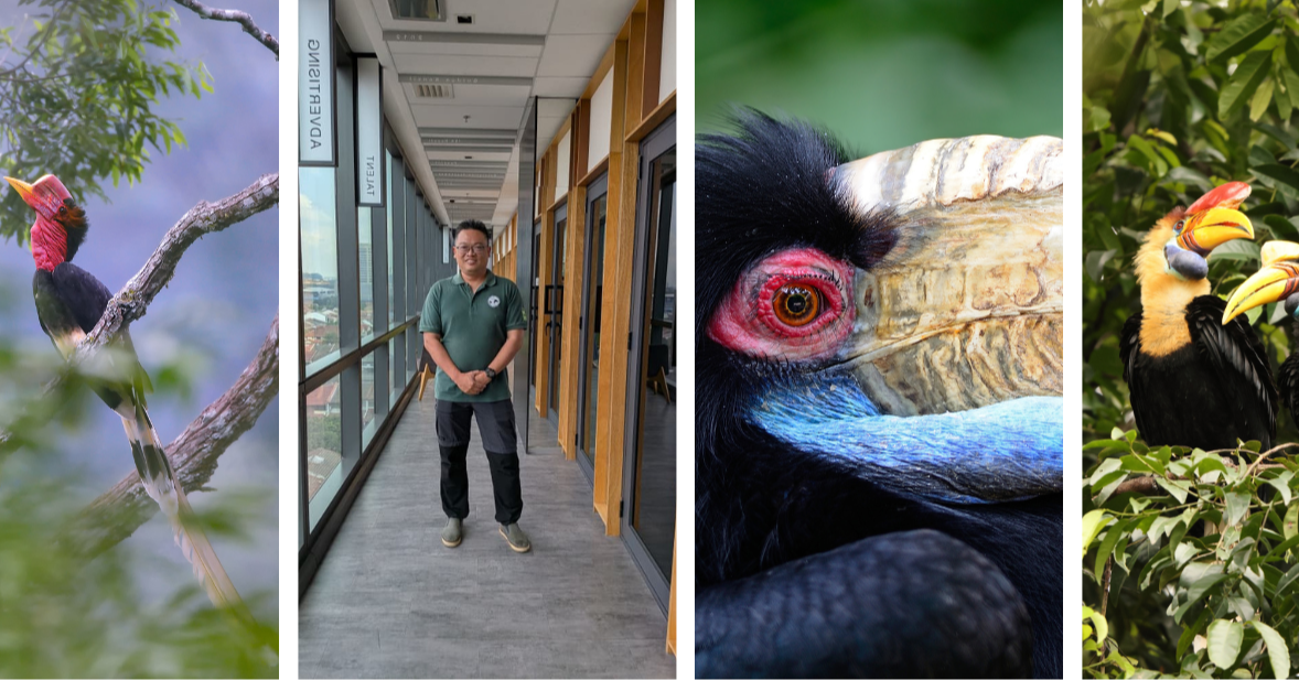 Protecting Malaysia's Iconic Hornbills