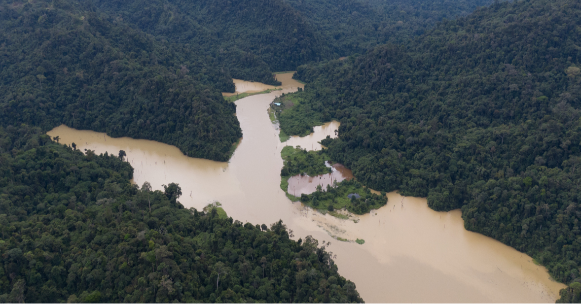 The Bamboo Boom Threatening Sarawak’s Forests