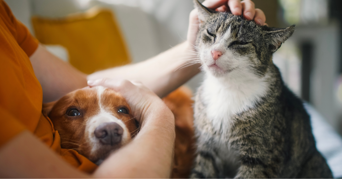 Grieving the Loss of a Pet