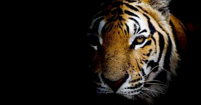 Inside 25 Years of Tiger Trafficking