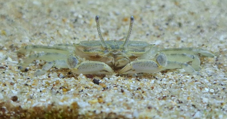 Nature-Based Learning with The Beach School