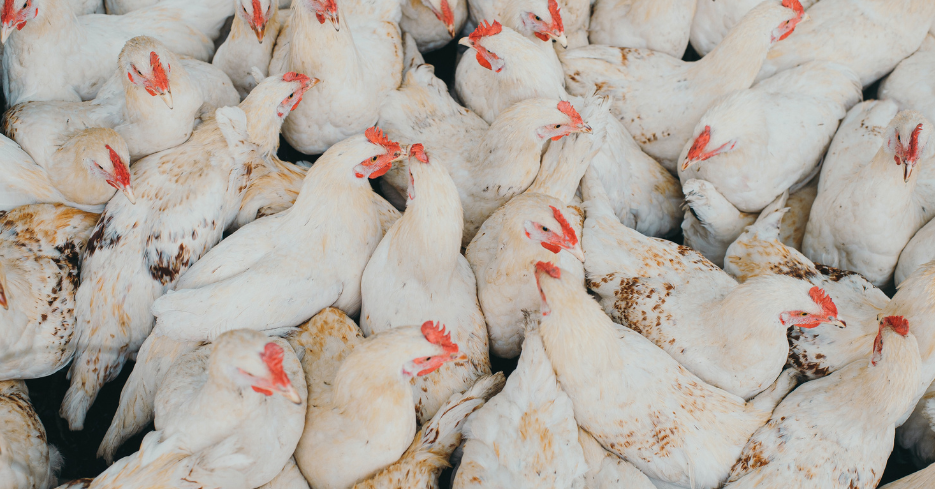 Can Tech Help Chicken Production?